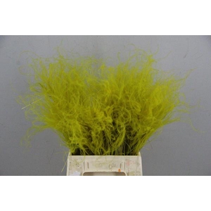 Df Stypha 40cm Bs Yellow