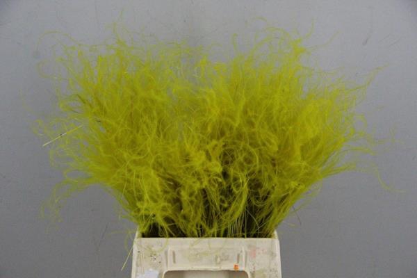 <h4>Df Stypha 40cm Bs Yellow</h4>