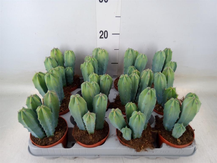 <h4>Cereus   ...</h4>