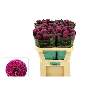 Chr G Roxo Arcadia