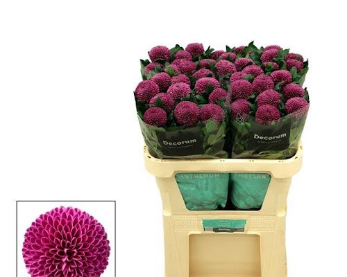 <h4>Chr G Roxo Arcadia</h4>