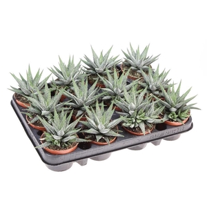 Haworthia Fasciata  Concolor AL8019