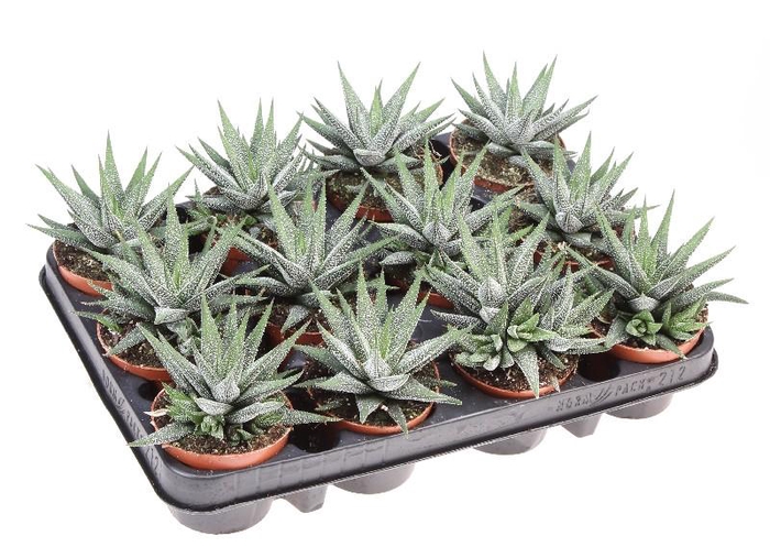<h4>Haworthia Fasciata  Concolor AL8019</h4>