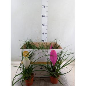 Tillandsia  ...mix