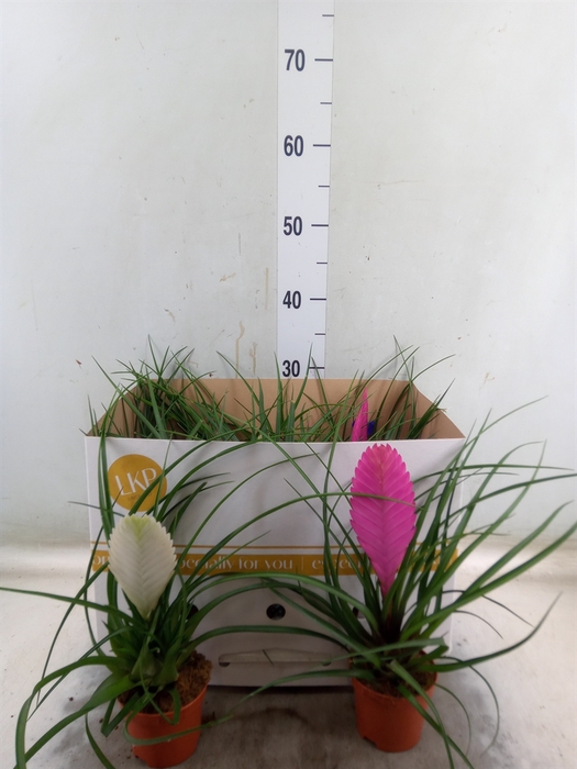 <h4>Tillandsia  ...mix</h4>