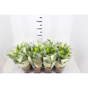 ASPLENIUM CRISPY WAVE P14