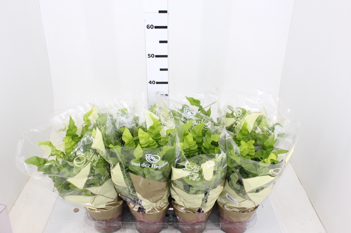 ASPLENIUM CRISPY WAVE P14