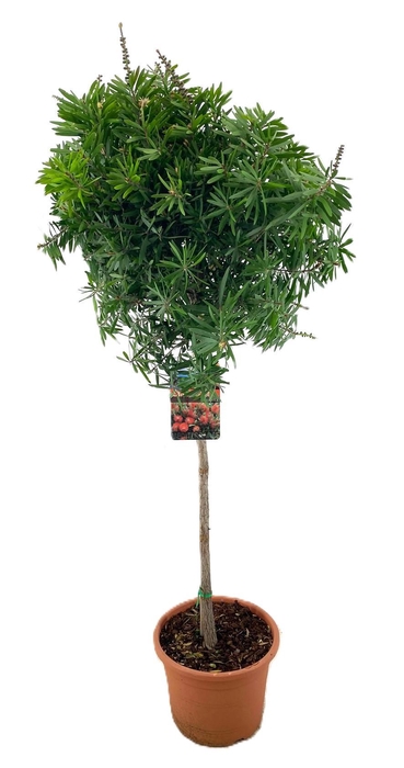 <h4>Callistemon masotti</h4>