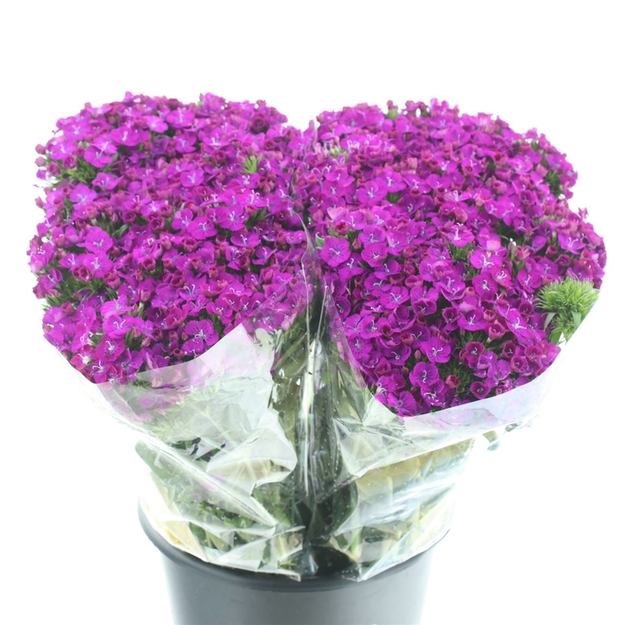 <h4>Di Barb Amazon Purple Super</h4>