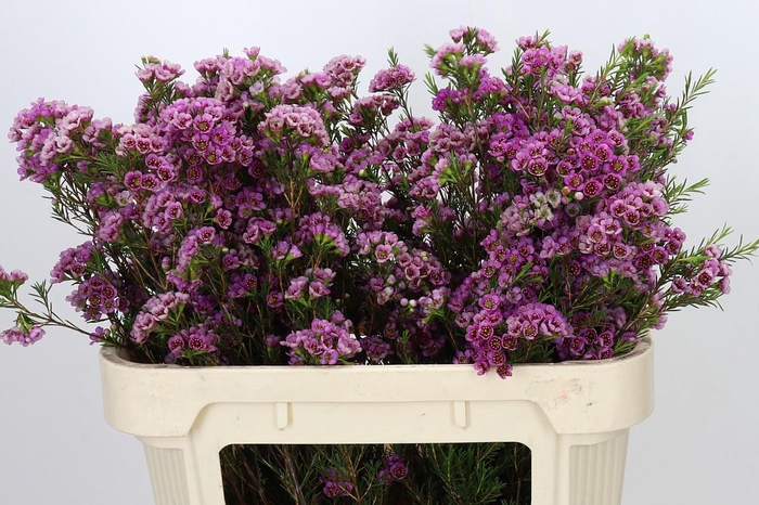 <h4>Chamelaucium 'Nina's Delight'</h4>