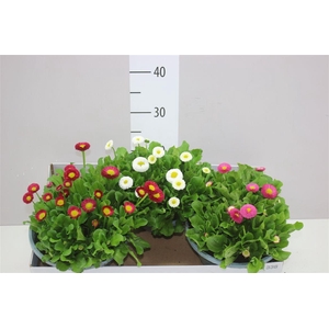 Bellis Pe Kl Bel Gemengd In Schaal