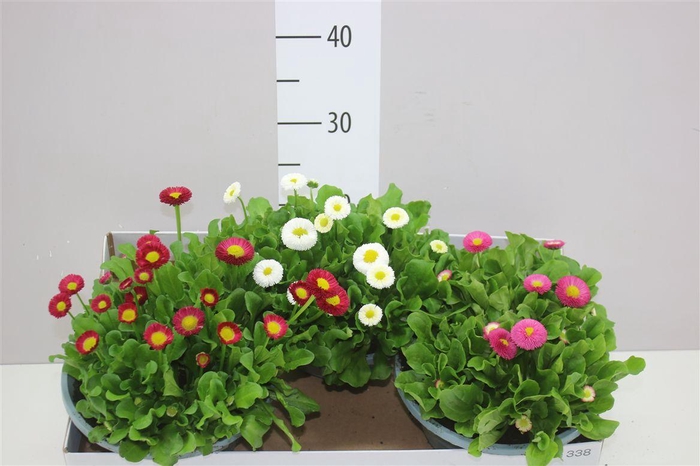 <h4>Bellis Pe Kl Bel Gemengd In Schaal</h4>