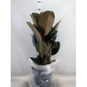Ficus elastica 'Abidjan'