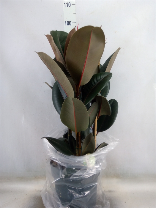 <h4>Ficus elastica 'Abidjan'</h4>