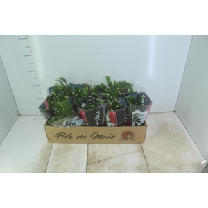 FLOR DE MAIO P11