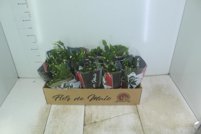 <h4>FLOR DE MAIO P11</h4>