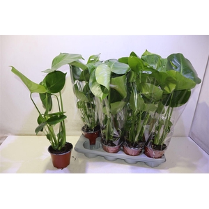 Monstera Deliciosa