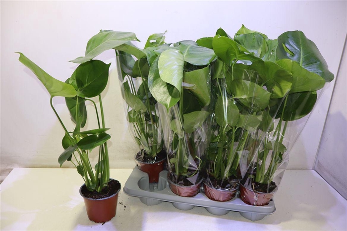 Monstera Deliciosa
