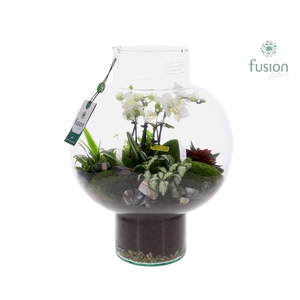 Green Bottle Laura Large met 4 tak Phalaenopsis arrangement 24 uurs levertijd