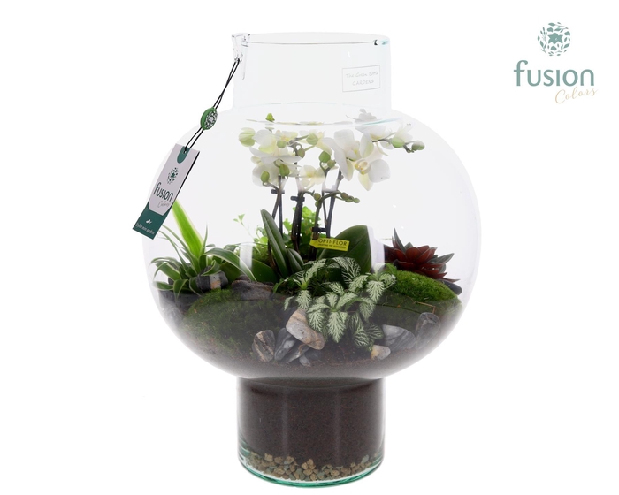 <h4>Green Bottle Laura Large met 4 tak Phalaenopsis arrangement 24 uurs levertijd</h4>