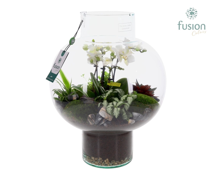 <h4>Green Bottle Laura Large met 4 tak Phalaenopsis arrangement 24 uurs levertijd</h4>