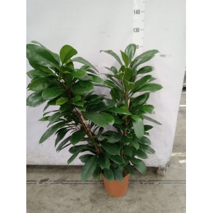 Ficus cyathistipula