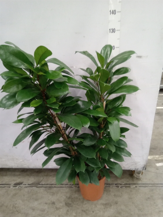<h4>Ficus cyathistipula</h4>
