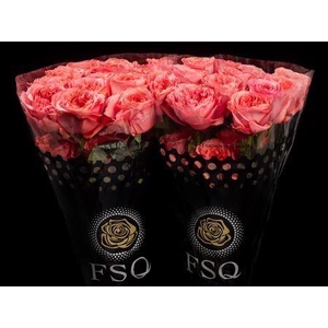 R Gr Candy X-pression