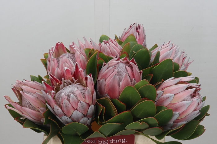 Protea Cynaroides