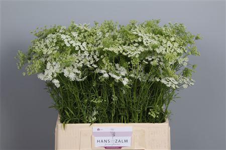 <h4>Ammi Majus</h4>
