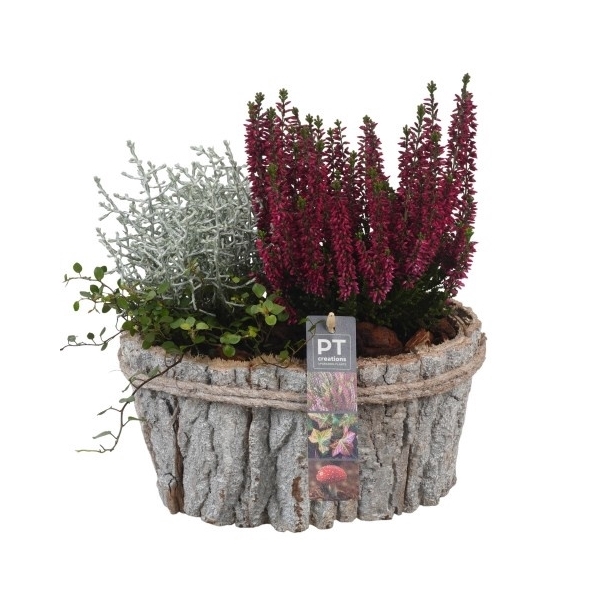<h4>PTHO4199 Arrangement Herfst Outdoor in houten pot ovaal</h4>