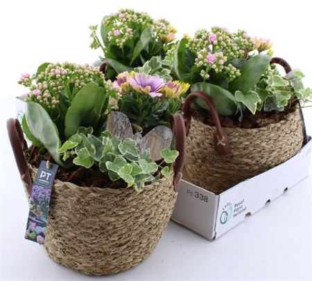 <h4>Arr Tuinplanten</h4>