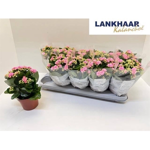 KAL GE PERFECTA PINK