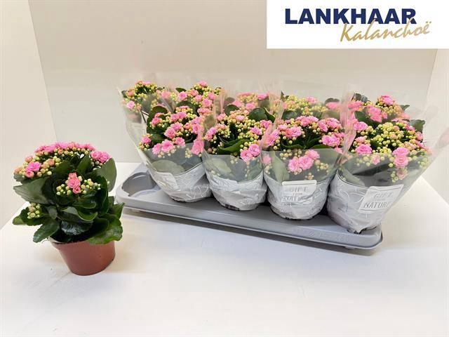 <h4>KAL GE PERFECTA PINK</h4>