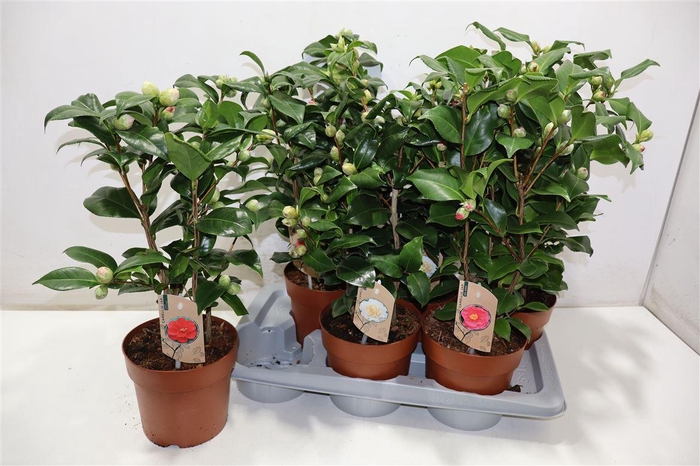 <h4>arr8 Came Gem 3 Kl</h4>