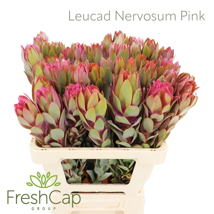 Leucad Nervosum Pink