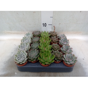 Echeveria   ...mix