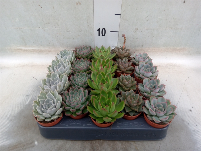 <h4>Echeveria   ...mix</h4>