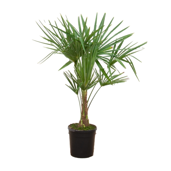 <h4>Trachycarpus Fortunei - 120cm</h4>