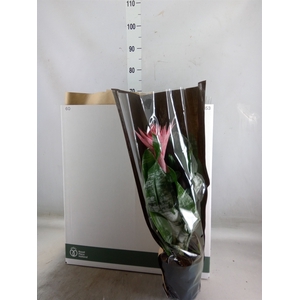 Aechmea fasciata 'Primera'
