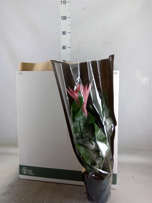<h4>Aechmea fasciata 'Primera'</h4>