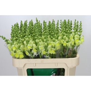 Antirrhinum majus 'Monaco Yellow'
