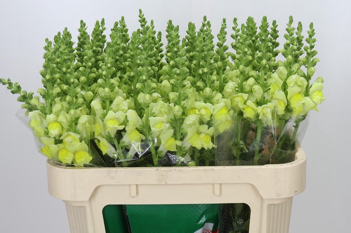 <h4>Antirrhinum majus 'Monaco Yellow'</h4>