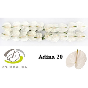 ANTH A ADINA 20.