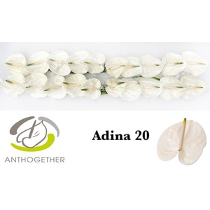 Anthurium Adina