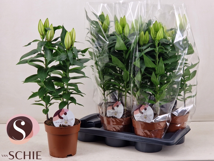 <h4>LIL OR OXYGEN</h4>