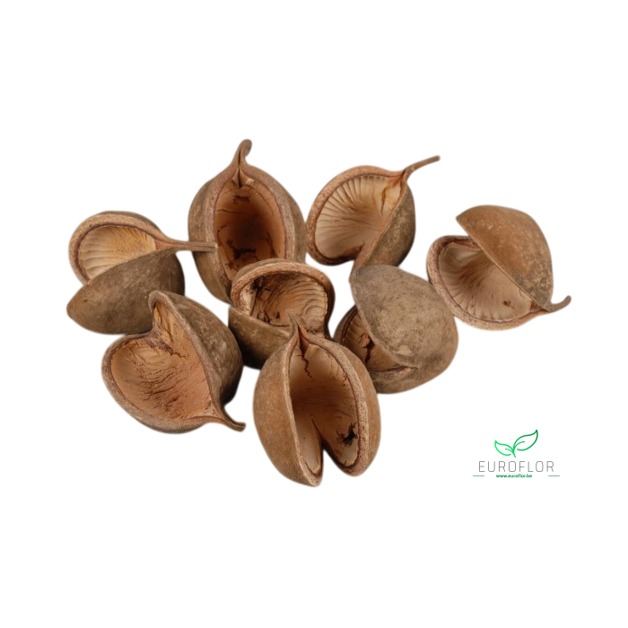 <h4>BUDDHA NUTS NATUREL 8pcs</h4>