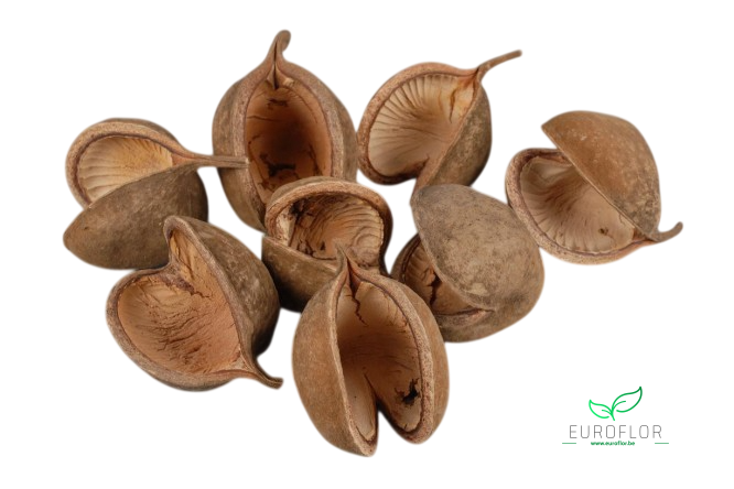 BUDDHA NUTS NATUREL 8pcs