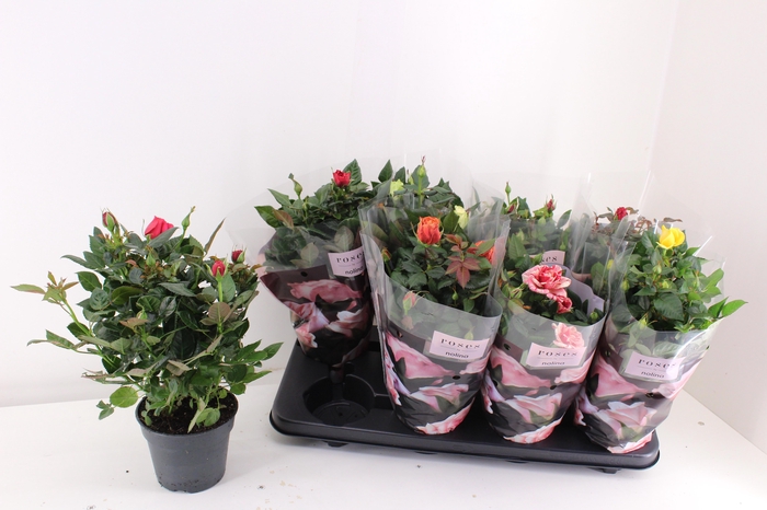 <h4>RO PATHIT GEM 6 SRT</h4>