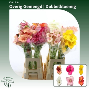 Calla Gemengd In Fust | Dubbelbloemig